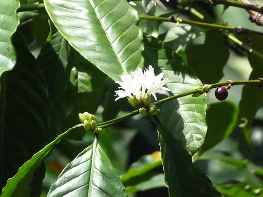 A flowering robusta coffee plant - Both robusta and arabica coffee are seen growing everywhere in this region of India.