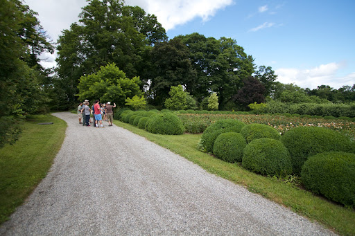 Unfortunately, the peony garden was long past its prime. The rows and rows of spent blooms now need to be dead-headed.