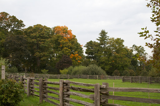Did I mention that it's autumn? That tall sugar maple is announcing the season.