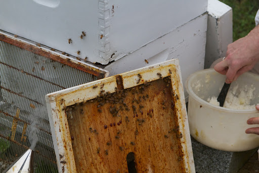 The medication is a mixture of thymol, an aromatic menthol, and vegetable shortening. The shortening is picked up by the bees and helps to keep mites from sticking to them.