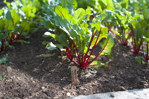 Kestral beets are a smooth, globe shaped, dark red variety, harvested after about 53 days as delicious baby beets. They're packed with wonderful beet flavor!