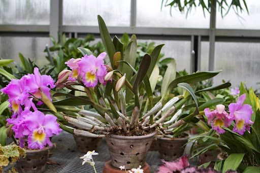 This spectacular Cattleya orchid is blooming right in time for the Christmas season. It just so happens that its botanical name is Laeliocattleya Martha Stewart, an orchid named in my honor!