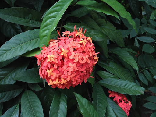 This beautiful flowering plant is Ixora, also known as West Indian Jasmine, which is popular as a hedge in South East Asia and is commonly used in Indian folk medicine.