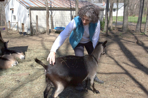 Lisa explained that a doe has two ligaments near her tail. When those ligaments become soft and elastic, delivery usually happens within twenty-four hours.