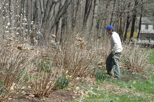I started planting hydrangea bushes several years ago in this border garden across from the chicken coops, near the Maple Avenue house.