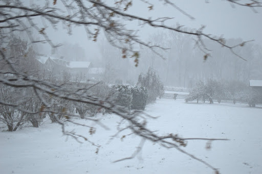 A view of my home from the pin oak allee