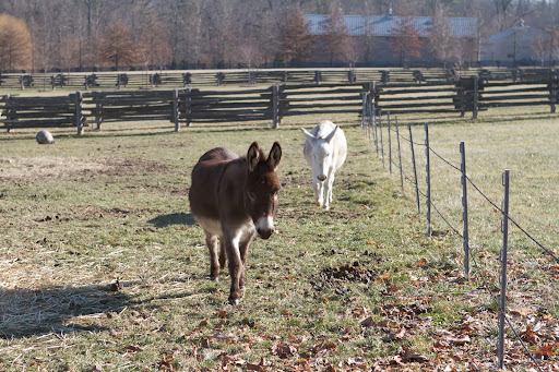 The miniature donkeys aren't too fond of the snow, but the cold doesn't seem to phase them. Rufus and Clive sauntered over to say hello.