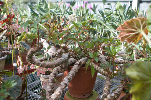 Begonia carolineifolia is an exotic looking begonia that has large, glossy leaves divided into leaflets joined at their bases.