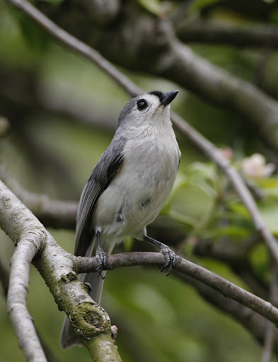 This little gray bird is a tufted titmouse and a frequent visitor to my feeders. You can't see it in this photo, but above those large black eyes is a tufted head.