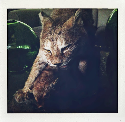I have a collection of taxidermy at Skylands and this is one of the more gruesome examples of a lynx killing a beaver. These old pieces are collectibles and are often found at local auctions.