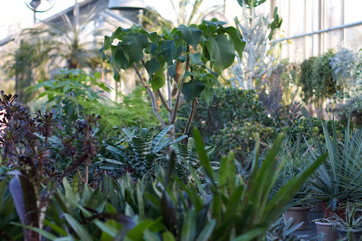 The plants photographed here are aeonium, bromeliad, and tibouchina grandiflora.