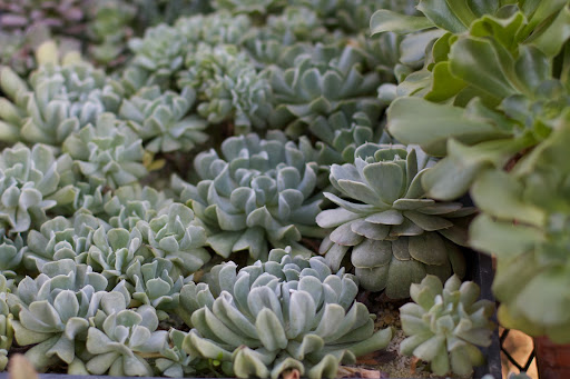 And these mixed succulents - With very little effort, we save a lot of money by rooting plants ourselves.