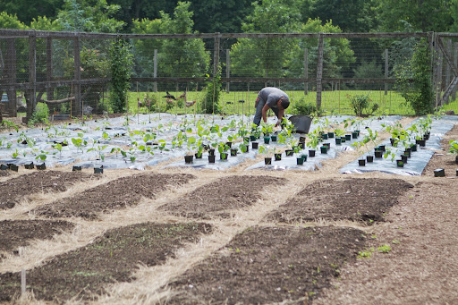 After the tomatoes, Wilmer moved on to the eggplants and peppers. Tomatoes, eggplants and peppers have similar growing requirements, so it makes sense to partner them in the garden.