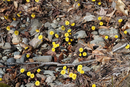 These dandelion-like flowers are Tussilago farfara, commonly known as Coltsfoot. The flowers appear early in the spring before the plant's leaves form.