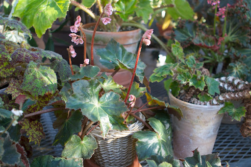 My begonia collection is very large and many plants are blooming. This one is planted in a lovely basket-weave pot.