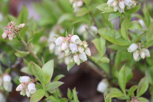 Wild Maine blueberries in bloom. These berries hold a special place in Maine’s agricultural history, one that goes back centuries to Maine’s Native Americans, who were the first to use the tiny blue berries, both fresh and dried, for their flavor, nutrition, and healing qualities.