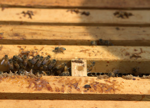 After putting the first hive back together, the second one was opened. Here you can see the queen cage, however, the candy plug had not been eaten, which meant the queen was still inside. D.J. expressed concern.