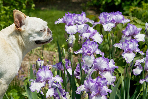 This is called a bearded iris. We should look around and see what other flowers in the blue family are blooming.