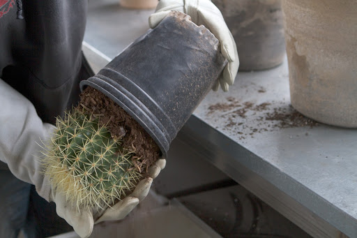 This is a golden barrel cactus. This spiny specimen is one of the most popular cacti in cultivation, however, it is rare and critically endangered in the wild.
