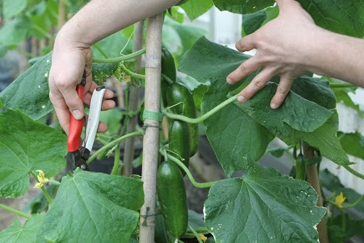 Ryan has been very successful growing cucumbers this year. These are called Katrina and the plant produces a sizable crop in a hoophouse or greenhouse setting.
