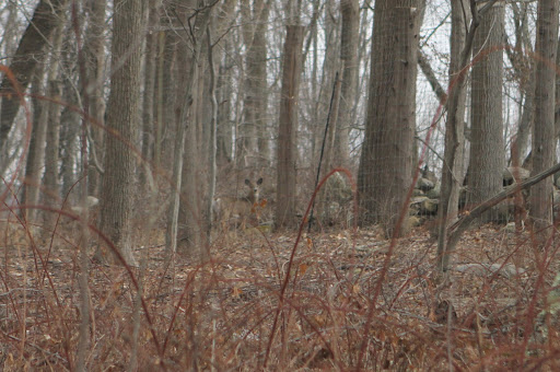 This herd was made up of at least 12 deer.