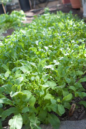 This is a nice leafy patch of arugula, or salad rocket. Arugula is known for its peppery flavor and is often used in salads, in pasta dishes, and even as a pizza topping.