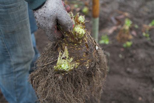 Celeriac originated in the Mediterranean Basin and unlike many root vegetables, celeriac contains very little starch.