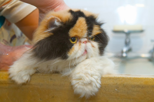 This is beautiful Princess Peony, who is quite used to having a bath, as she's been receiving them her entire life.
