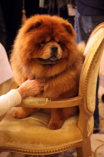 Since it was Genghis Khan's first time competing at Westminster, I thought it would be fun to treat him like a true champion and stay at the Plaza Hotel for the evening before the big show.