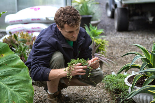 To plant with the agave, Ryan chose Pilea glauca 'Aquamarine', whose matted trailing leaves spill and tumble over the edge of containers. It also crawls as a groundcover.