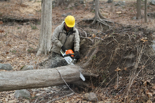 Uprooted in the same area was a stately maple, which grew alongside one of the little streams.