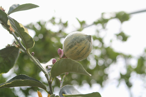 Citrus limon 'Striped Lemonade' - This unusual tree is especially beautiful from its variegated leaves and fragrant blossoms, to its striped fruit - lovely!