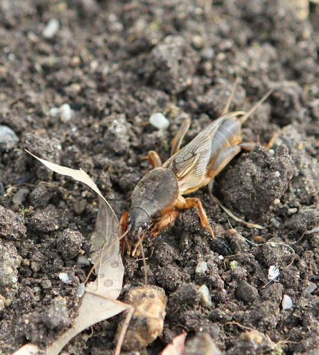 The shovel-like forelegs on this two-inch-long bug are uniquely adapted for digging, allowing it to tunnel through the soil. Mole crickets make extensive tunnels in the ground, boring holes through roots and tubers.