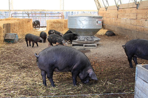 The meat of the Berkshire pig is darker than commercial pork and has a higher fat content, making for great flavor. At Stone Barns, very little of the pig goes to waste as they also make sausages and delicious charcuterie products.