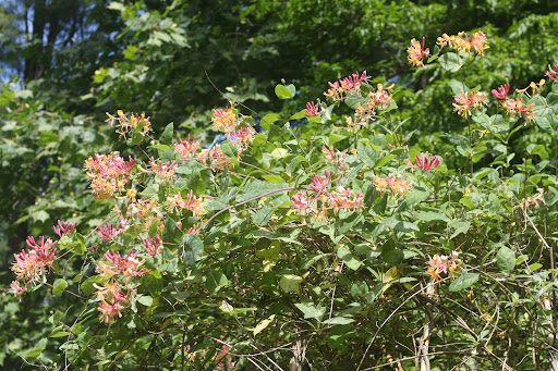 This Pink Lemonade Honeysuckle is beautiful and fragrant. Plus, it's a hit with the hummingbirds when in bloom from late spring to mid-summer. It needs a trellis or fence to grown upon.