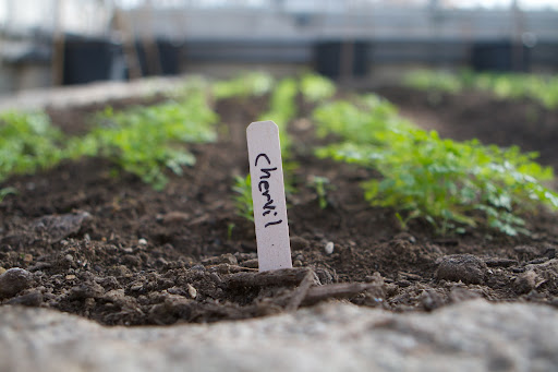 The beds are planted with herbs, spinach, lettuce, carrots, beets, chard, and many other wonderful vegetables.