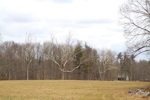 A handsome sycamore tree