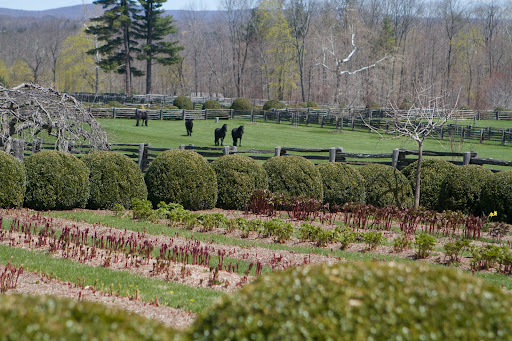 The herbaceous peony bed - After we left the stable, the horses were let out to enjoy the fabulous weather.