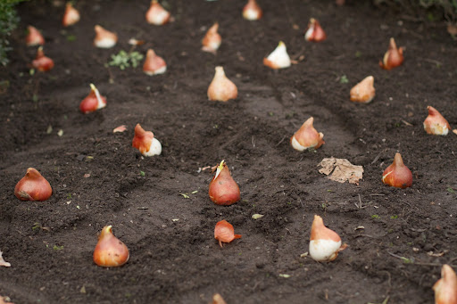 The like-colored tulip bulbs were laid out evenly across the bed.