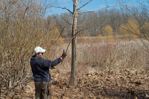 Pussy willows grow well in almost any soil, but it's a good idea to supplement with peat moss, leaf mold, or compost. As with most willows, they do best when given lots of water.