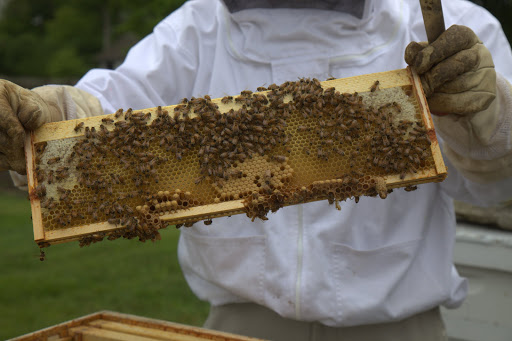 D.J. liked what he saw here. There is newly capped honey around the edges of the frame. The darker cells in the center contain brood, or new bees, being born.