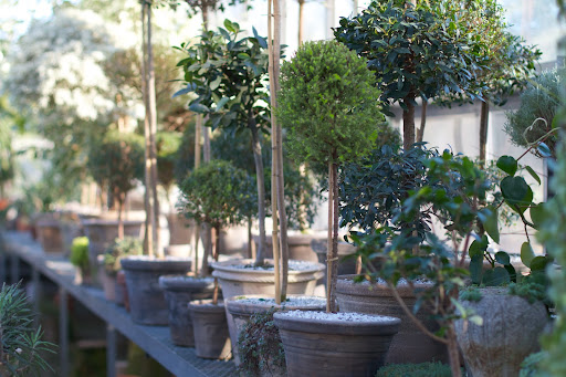This is my collection of standard topiaries. I am growing bay, lemon cypress, brush cherry, and myrtle.