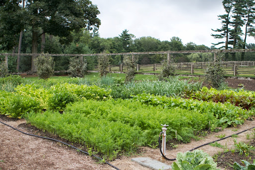 Now for a visit to the vegetable garden - This section has carrots, turnips, beets, celery, celeriac, onions, leeks, and potatoes.