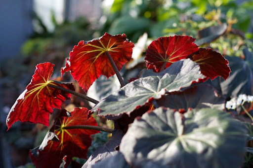 A beautiful red-leafed begonia