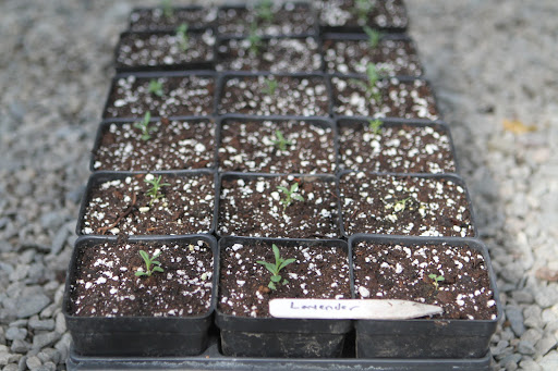 Lavender - These plants are actually growing from seed that my father collected from his plants in the early 1960s! I happened upon a vial with his writing on it.