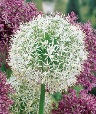Allium stipitatum Mount Everest - A most coveted variety, it has 6-inch snow-white globes with green eyes. Photo credit: John Scheepers Catalog