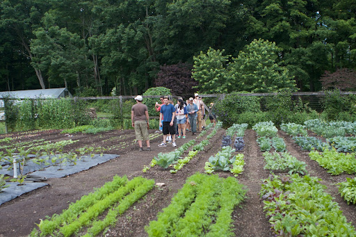 The soil in the vegetable garden has been amended with compost and other organic nutrients. The vegetables are growing in raised beds with paths in between for easy access.
