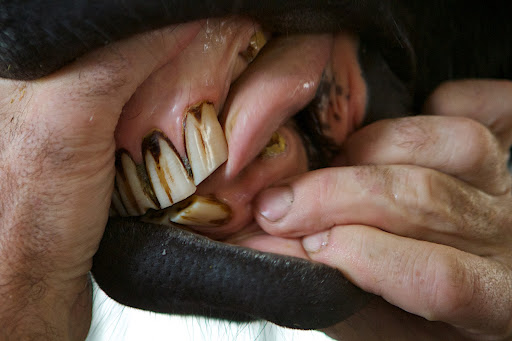 Last spring, with the help of the veterinarian, one of Rinze's lower teeth was extracted, which had become loose. Brian was happy to see that it had healed very nicely.