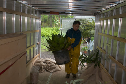 One must be careful when moving large agave plants because their fleshy leaves have spiked ends that can puncture and really hurt.