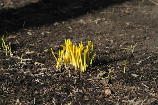 This is a pale cluster of daffodils that was just cleared of leaves. The leaves will turn green with exposure to the sun.